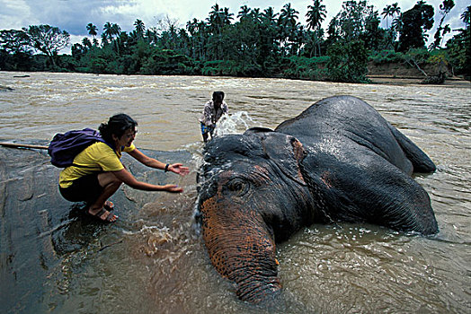 斯里兰卡,游客,大象,河,品纳维拉,动物收容院