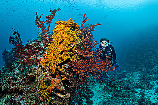 潜水,看,珊瑚,海扇,珊瑚礁,向风群岛,小安的列斯群岛,加勒比海