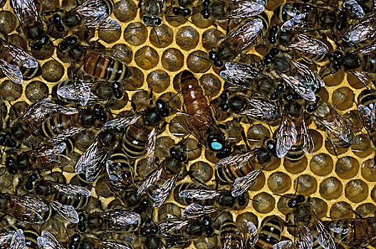 蜜蜂,意大利蜂,蜂窝,展示,工蜂