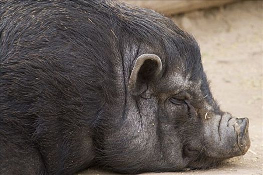 睡觉,野生,猪,南非