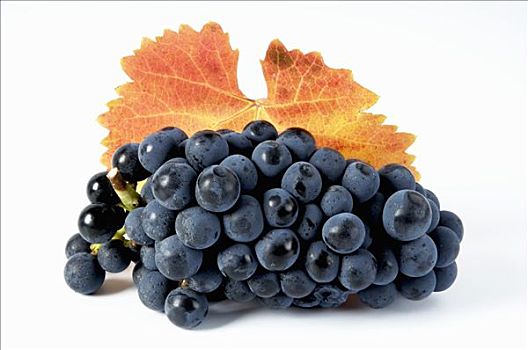 黑葡萄,品种,叶子