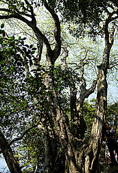 普陀山鹅耳枥树