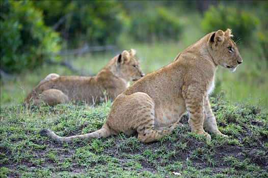 狮子,幼兽,马赛马拉国家保护区,肯尼亚,东非