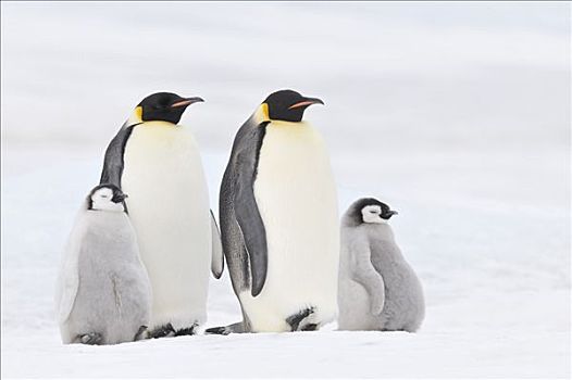 帝企鹅,雪丘岛,威德尔海,南极