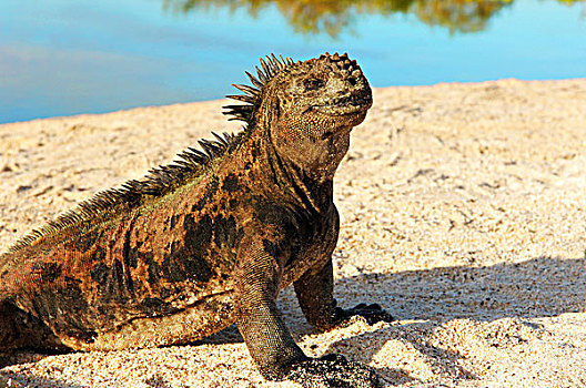 特写,海鬣蜥,加拉帕戈斯群岛,厄瓜多尔,海滩