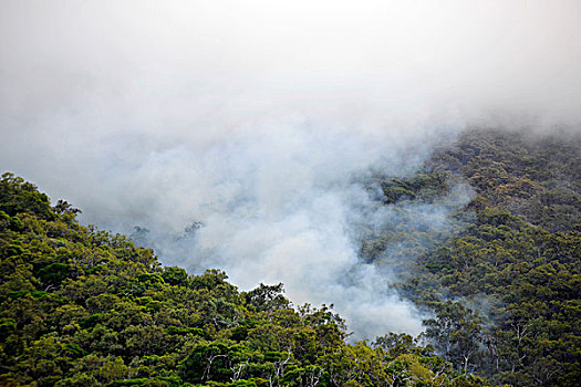 森林火灾,热带雨林,德恩垂国家公园,昆士兰,澳大利亚
