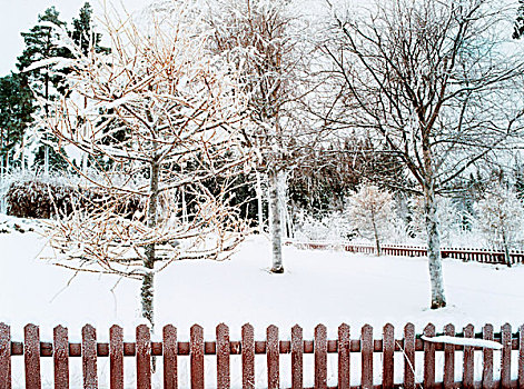 雪,花园,木篱