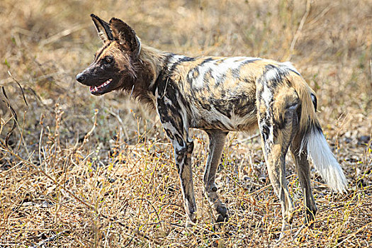 非洲野狗,非洲野犬属,灌木,南卢安瓜国家公园,赞比亚,非洲