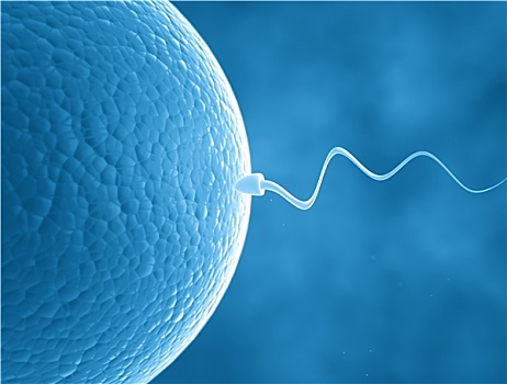 精子,细胞,卵