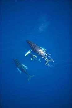 夏威夷,毛伊岛,航拍,驼背鲸