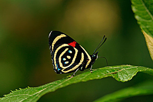 蛱蝶科,热带,蝴蝶,小,伊瓜苏国家公园,巴西,南美
