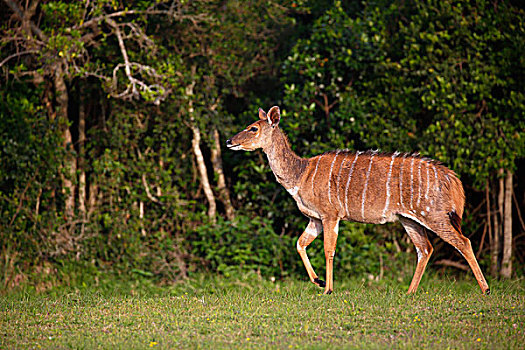 林羚,雌性,东开普省,南非,非洲