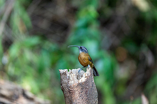 栖息于中国西南低山丘陵地带的剑嘴鹛鸟