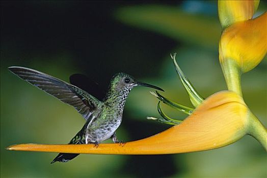 蜂鸟,雌性,栖息,海里康属植物,花,雨林,峡谷,加勒比海,哥斯达黎加