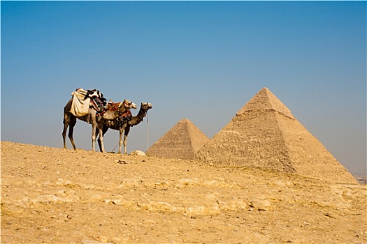 金字塔,基奥普斯,骆驼,等待