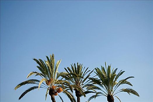 高,局部,棕榈树