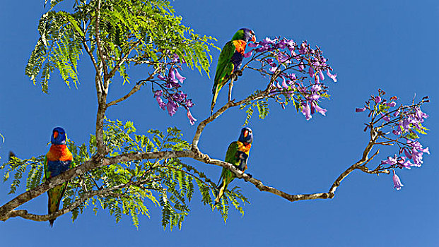 彩虹,彩虹鹦鹉,三个,蓝花楹,阿瑟顿高原,昆士兰,澳大利亚