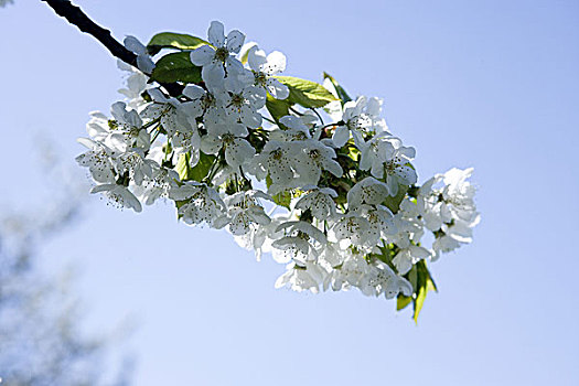 樱桃树,盛开,特写,枝条