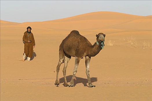 摩洛哥人,骆驼,摩洛哥,非洲