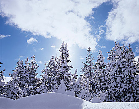 加利福尼亚,内华达山脉,塔霍湖,国家森林,积雪,松树,松属,树,大幅,尺寸