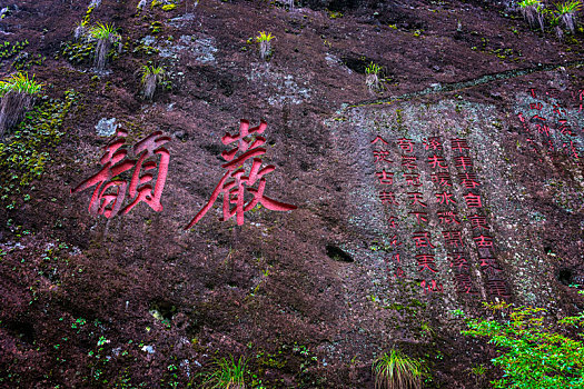 中国,福建省,厦门市,武夷山,武夷山茶山,大红袍茶树