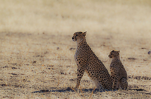 印度豹,猎豹,女性,幼兽,卡拉哈里沙漠,卡拉哈迪大羚羊国家公园,南非,非洲
