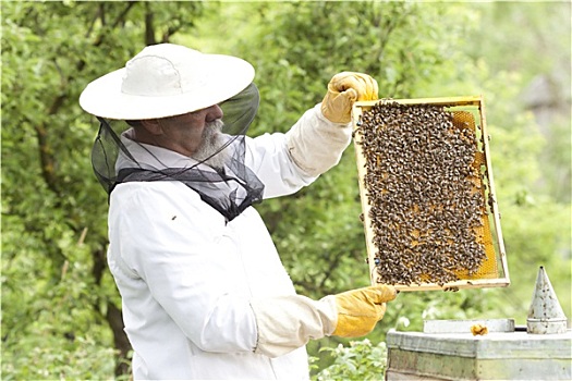 工作,养蜂人