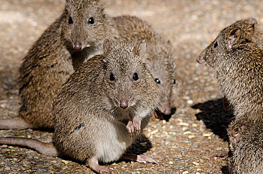 澳大利亚,阿德莱德,野生动植物园,小,夜间,有袋动物