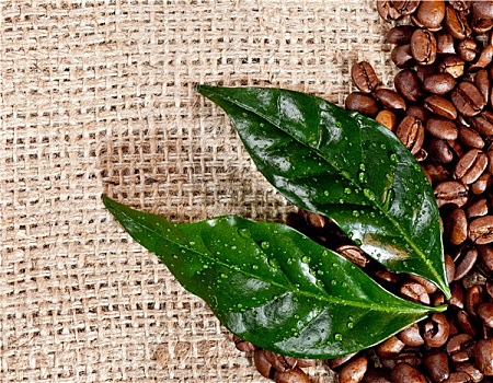 新鲜咖啡,咖啡豆,叶子