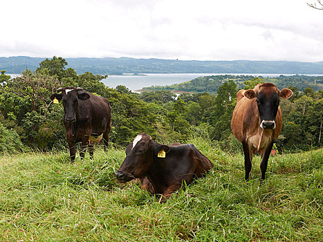牛,地点,靠近,湖,阿雷纳尔,哥斯达黎加,省,中美洲