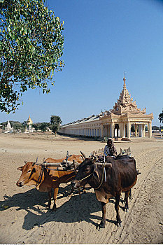 牛,手推车,佛教寺庙,蒲甘,缅甸