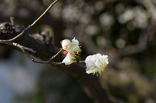 初春梅园梅花盛开