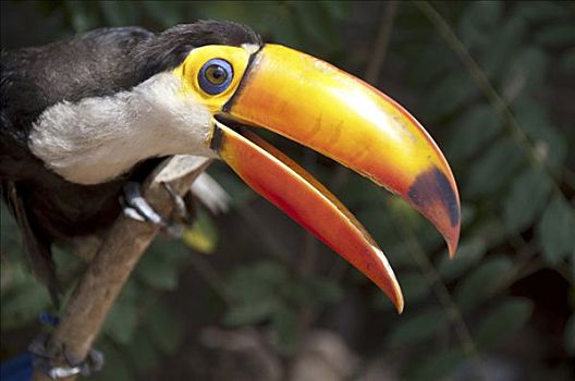 特写,托哥巨嘴鸟,亚马逊河,巴西