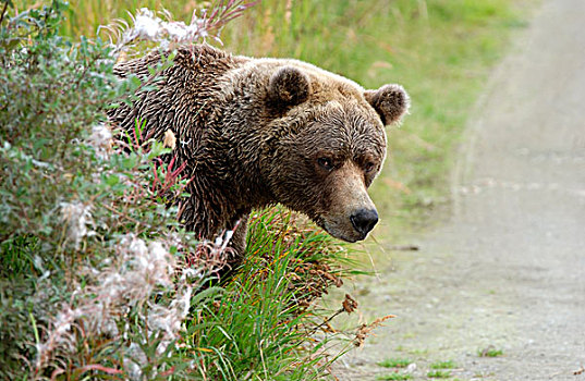 褐色,熊,看,室外,后面,阿拉斯加,美国