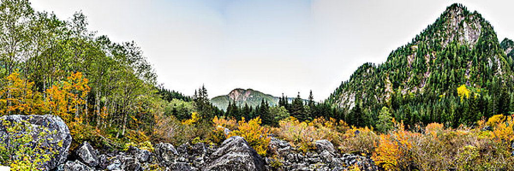 桤木,秋天,不列颠哥伦比亚省,加拿大