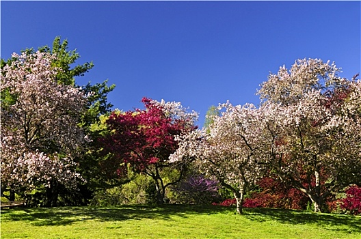 盛开,果树,春天,公园