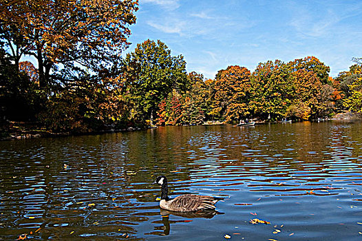 鸭子,游泳,水塘,中央公园,曼哈顿,纽约,美国