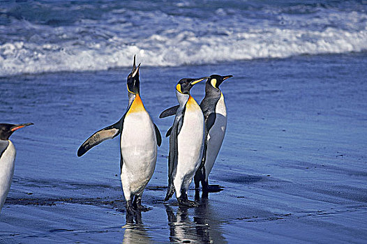 帝企鹅,群,站立,海滩,一个,叫,室外,索尔兹伯里平原,南乔治亚