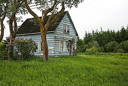 房子,农场,新布兰斯维克,加拿大