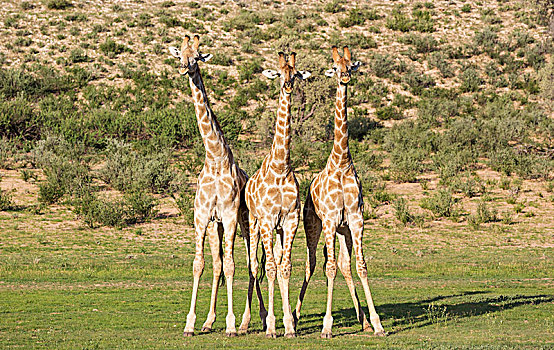 三个,南方,长颈鹿,雄性,争斗,下雨,季节,绿色,环境,卡拉哈里沙漠,卡拉哈迪大羚羊国家公园,南非,非洲
