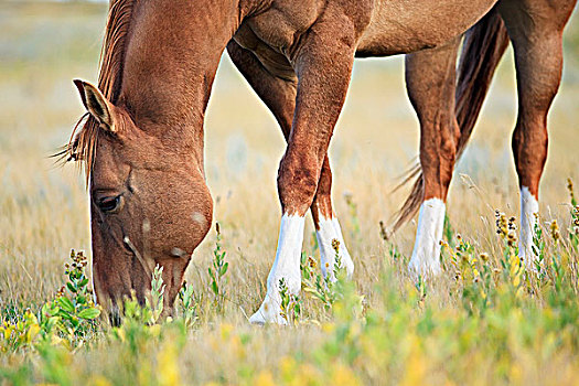 马,放牧,加拿大,草原,靠近,迅速,萨斯喀彻温