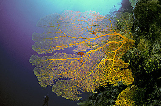 澳大利亚,珊瑚海,巨大,珊瑚海扇