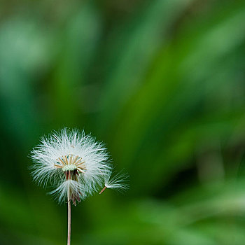 蒲公英,吹,种子,风