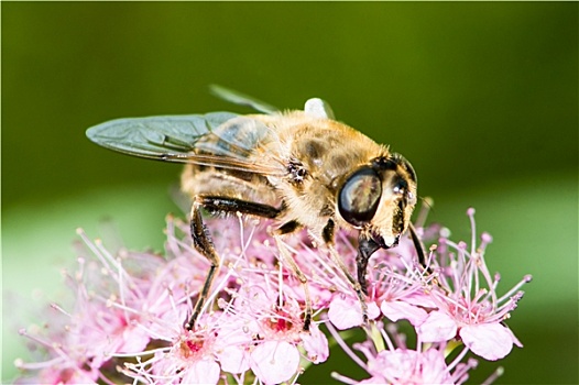 蜜蜂,绣线菊属,日本山茶,花