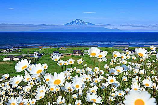 狗,雏菊,山