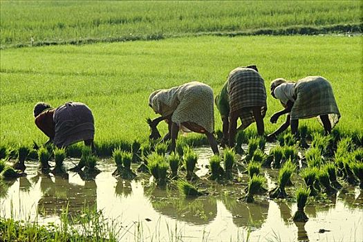女人,种植,稻米,农作物,地点,泰米尔纳德邦,印度