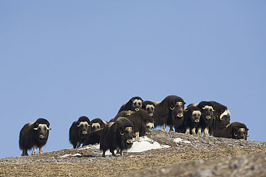 麝牛,牧群,幼兽,岩石,冬天,半岛,靠近,北极,阿拉斯加