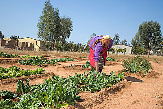 非洲女人,护理,菜园,可持续发展