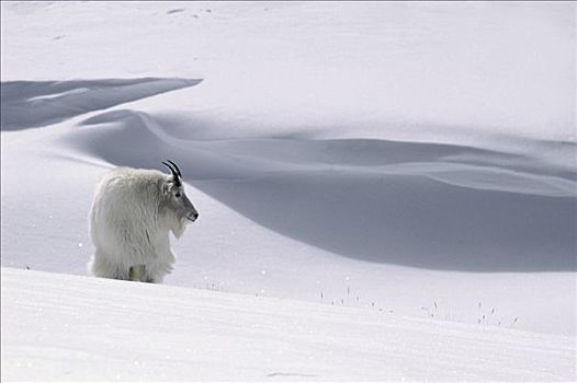 石山羊,雪羊,雪中,落基山脉,北美