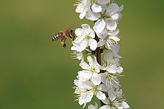 黑刺李,花,细枝,蜜蜂